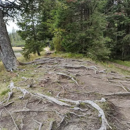 Brunarica 6a - Pohorje - Trije Kralji - Pohodnistvo In Gorsko Kolesarstvo Appartement
