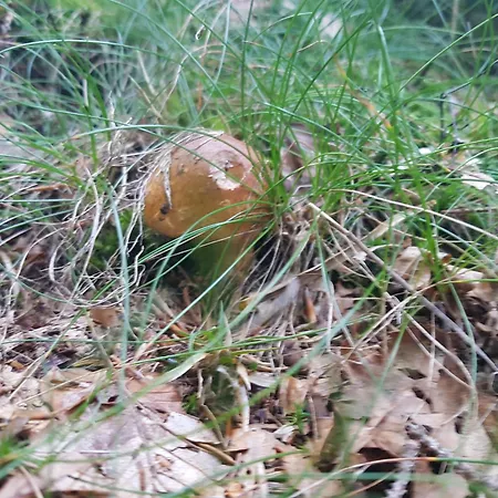 Brunarica 6a - Pohorje - Trije Kralji - Druzinsko Smucisce Oplotnica