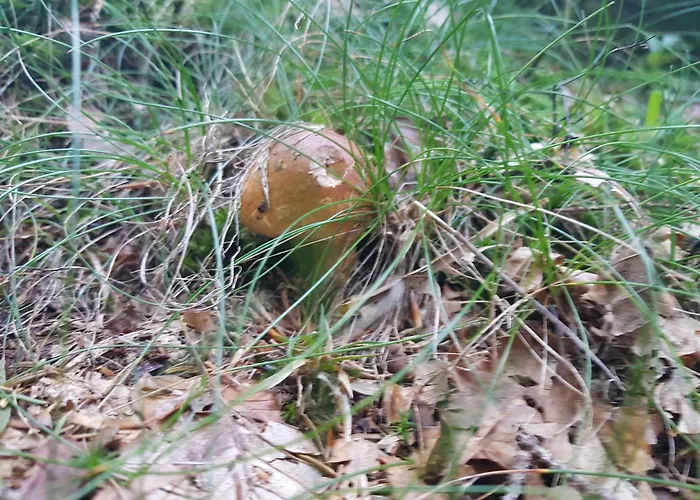 Brunarica 6a - Pohorje - Trije Kralji - Druzinsko Smucisce Oplotnica